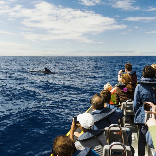 Whale and Dolphin Watching